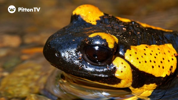 ファイアサラマンダーを動画で見てみよう！ | インターネット動物園