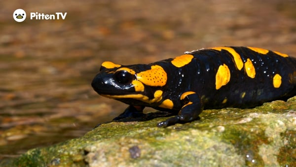ファイアサラマンダーを動画で見てみよう！ | インターネット動物園