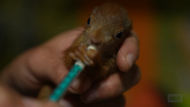 Eichhörnchen-Notruf: Rettung für die kleinen Nager