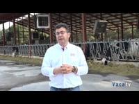 "Con el tráfico libre de Lely conseguimos que la vaca permanezca poco tiempo de pie"