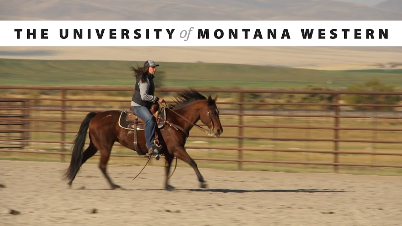 natural-horsemanship-at-the-university-of-montana-western-on-vimeo