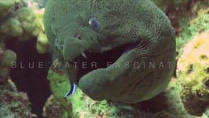 1502_cleaner fish cleaning moray eel super close up