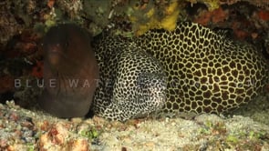 1583_Giant moray eel and honeycomb moray eel
