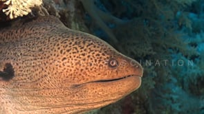 1539_giant moray eel close up