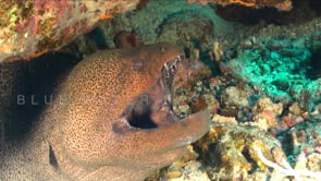 1504_Giant moray eel red sea