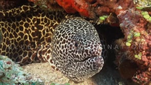 1584_Honeycomb moray eel close up front