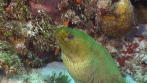 1394_Green moray eel close up in Cozumel Mexico