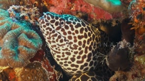 1585_honeycomb moray eel super close up