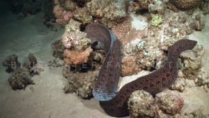 0987_giant moray eel free swimming
