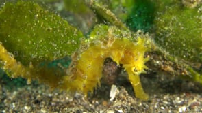 0833_yellow seahorse close up