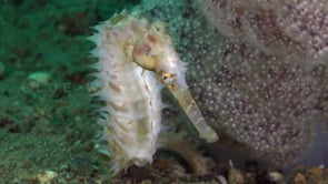 1084_white thorny seahorse close up zoom out