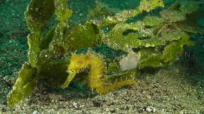 0438_yellow seahorse