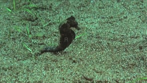 0547_swimming brown Seahorse