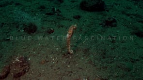 0548_swimming white seahorse