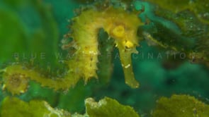 0549_swimming yellow seahorse