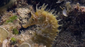 0925_yellow mediterranean seahorse profile