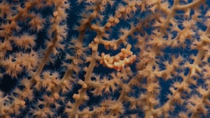 0561_swimming orange pygmy seahorse denise