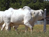 Lote 98