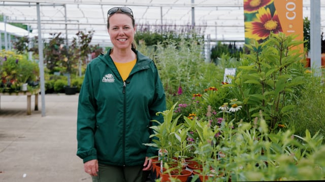 Milkweed Spotlight | Grow Asclepias for Monarchs & Other Pollinators