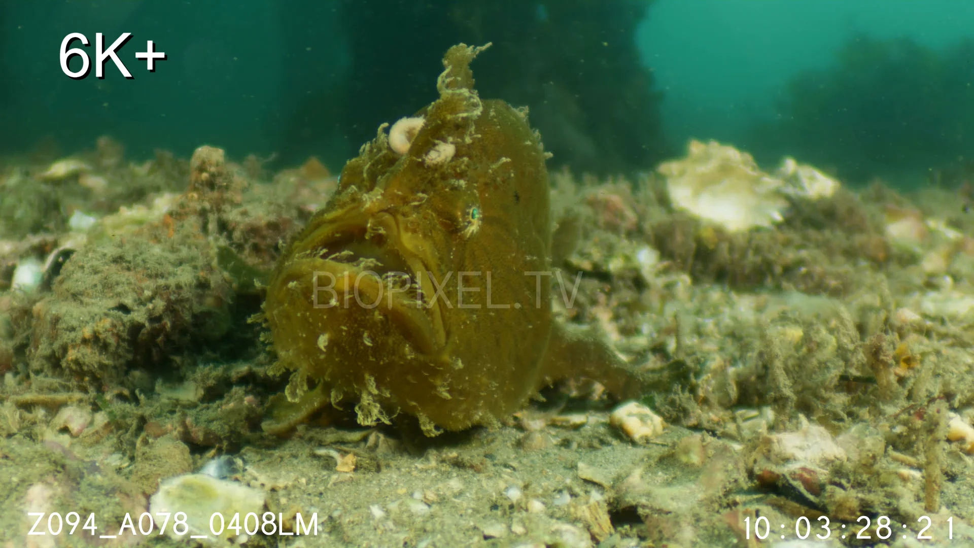 4K Camouflage - Yellow temperate water Anglerfish / Frogfish 6.5K+ on Vimeo