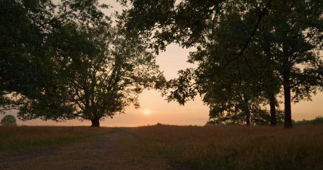 Couple Pathway Trees Free Stock Video - Pixabay