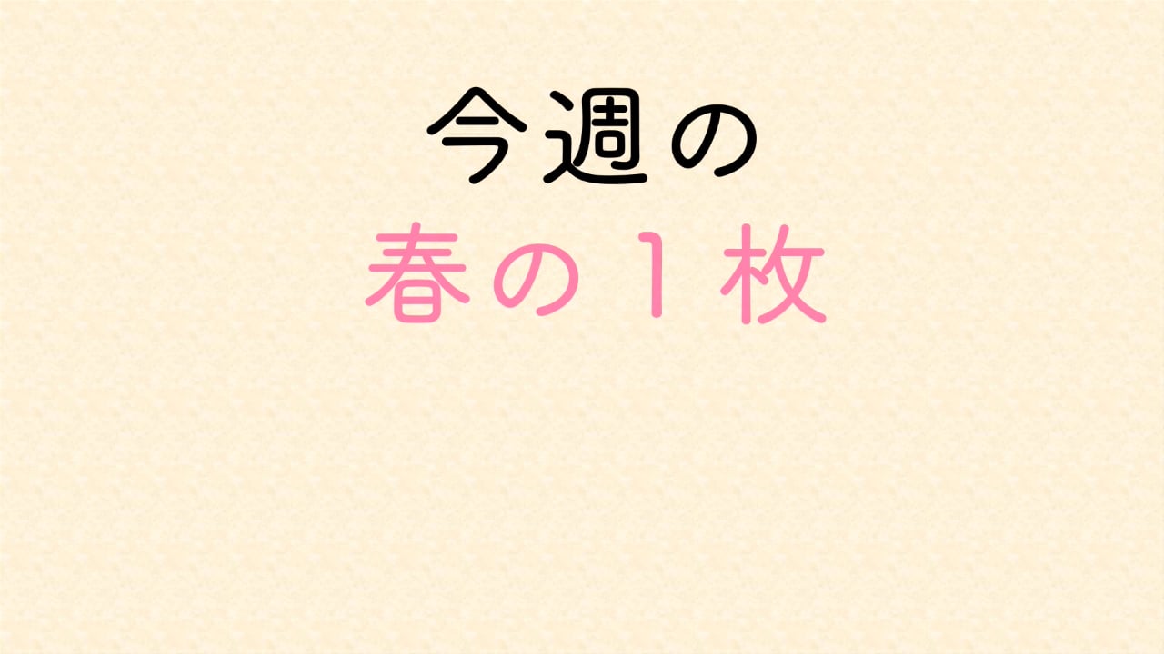 第543回MEDIA ROCCO定期配信 特集3「梅の花に学ぶ繁殖戦略」2023.3.4 (3/3)