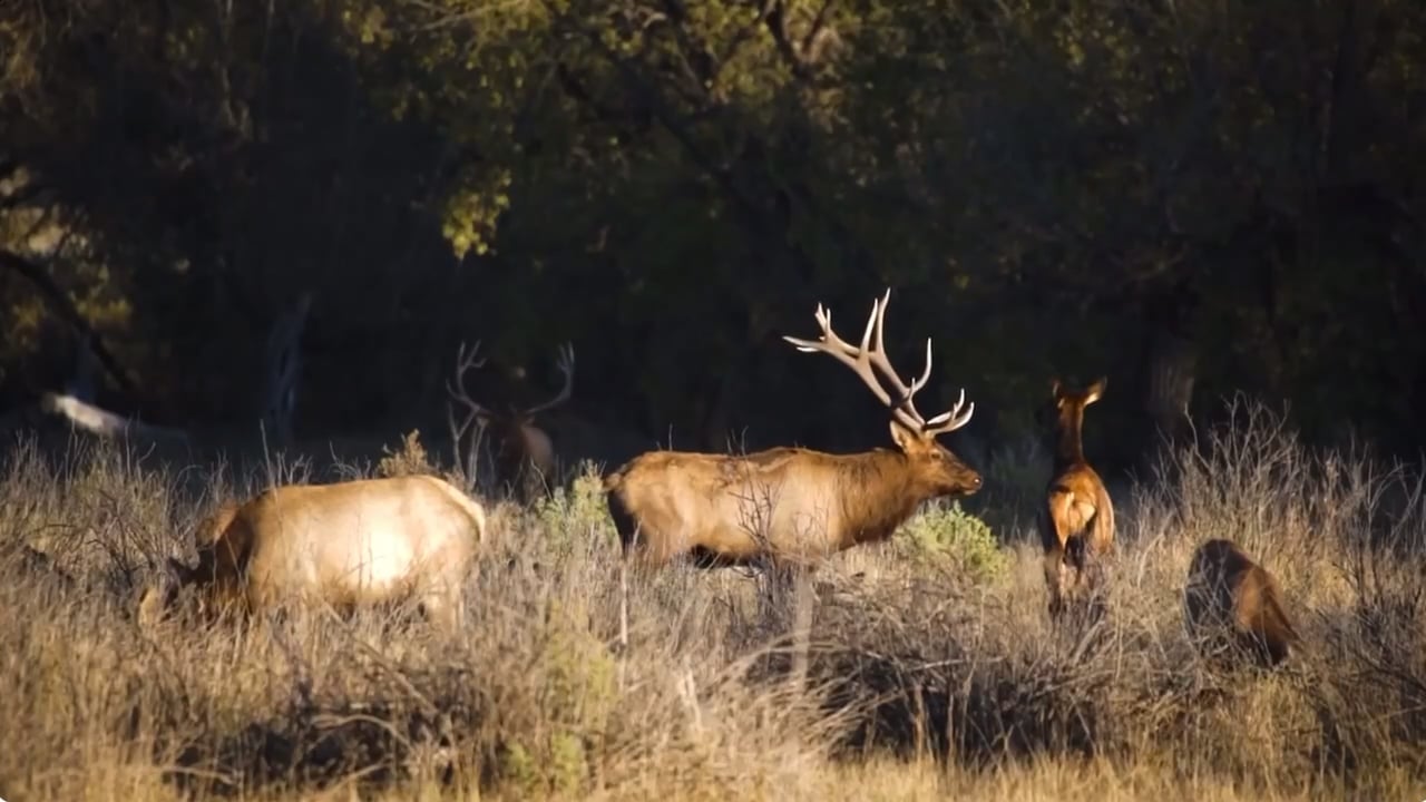 Dry Creek Ranch Outfitters