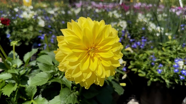 Flower Dahlia Blooming Free Stock Video Pixabay Flower Dahlia Blooming Free Stock Video Pixabay