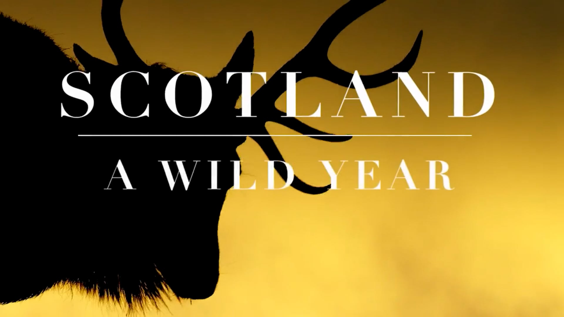 Scotland A Wild Year