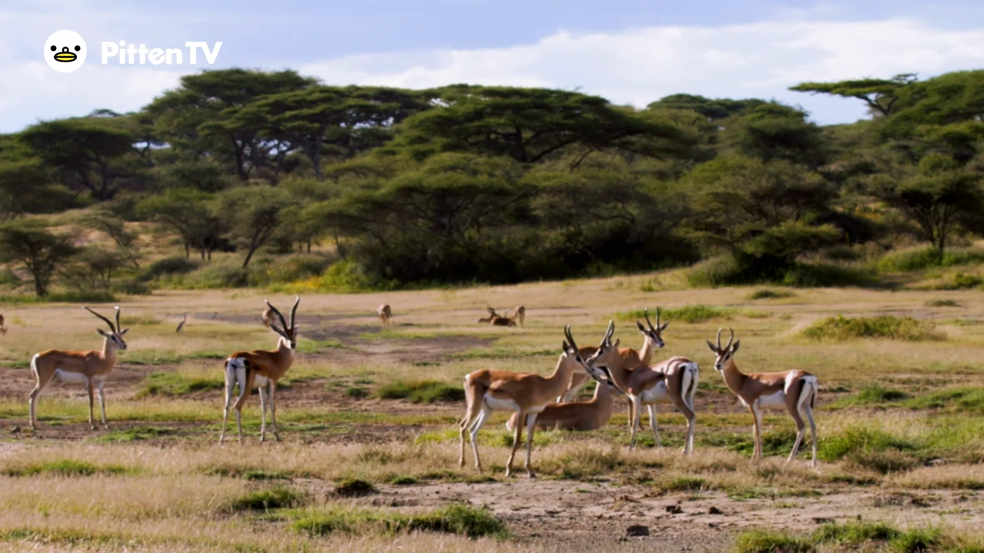 動物セル画 プセル - 珪素生物 『BLAME！』 | Blame manga, Manga