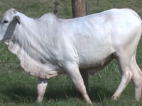 Lote 37
