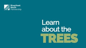 Learn About The Trees - Pawpaw