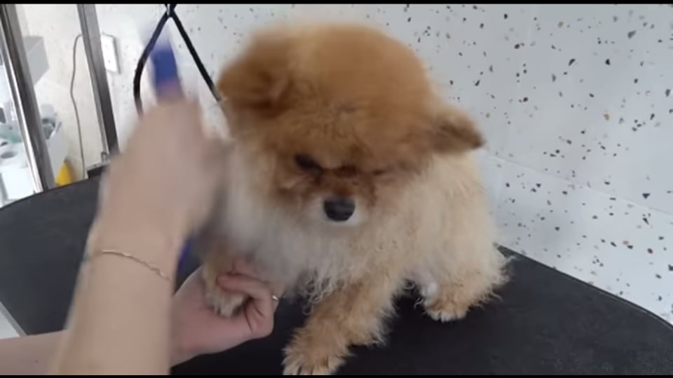 Professional Dog Groomer in Jersey