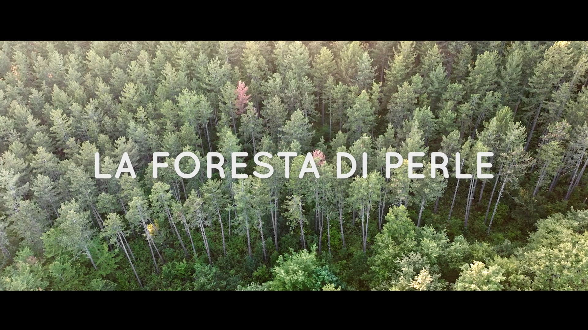 Watch La Foresta di Perle Online | Vimeo On Demand on Vimeo