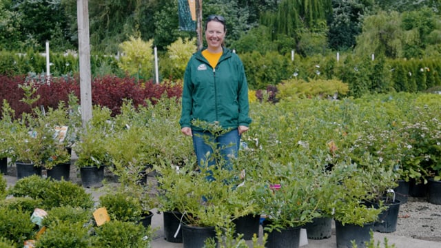 How to Grow and Care For Blueberries