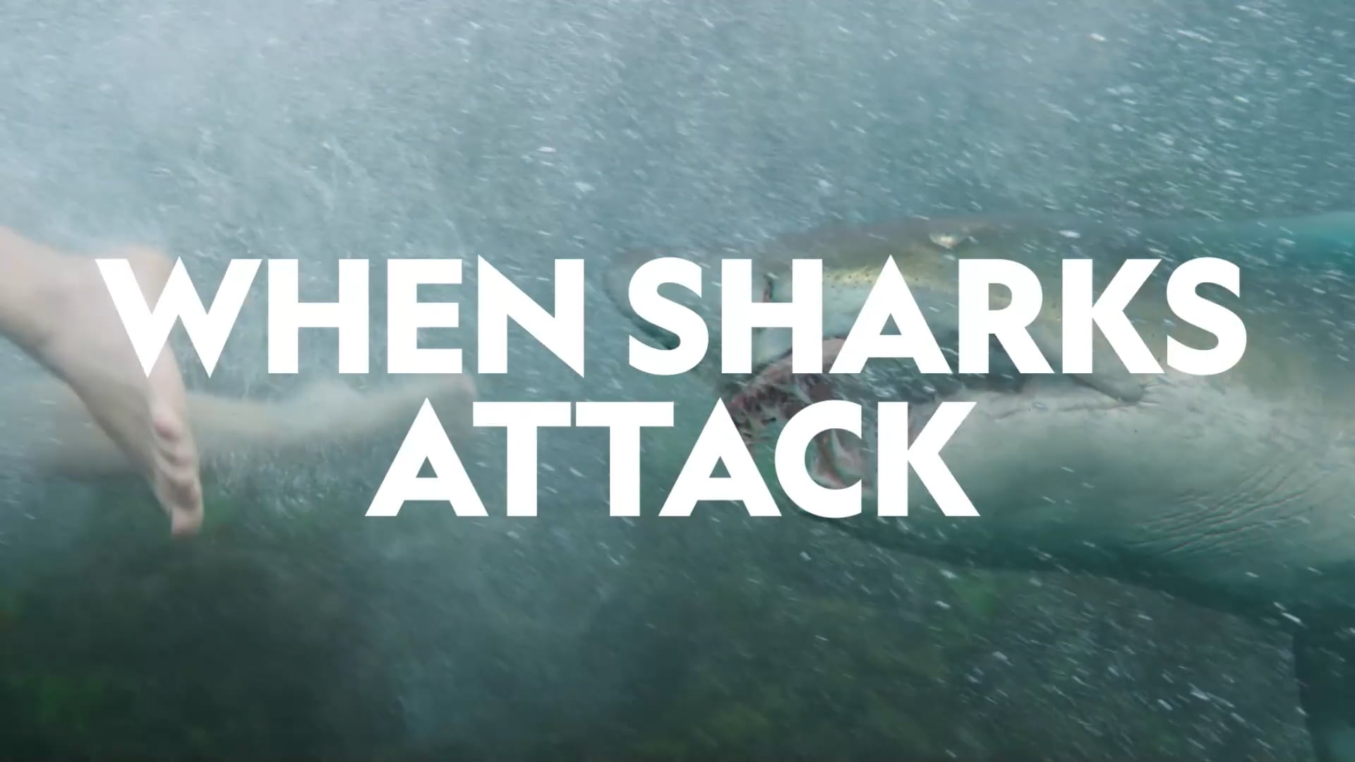 When Sharks Attack - Sharkfest 2023