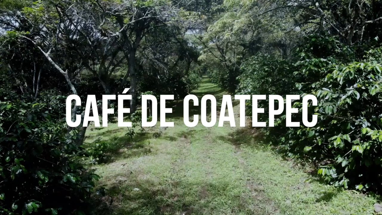 Mi Veracruz: Café de Coatepec