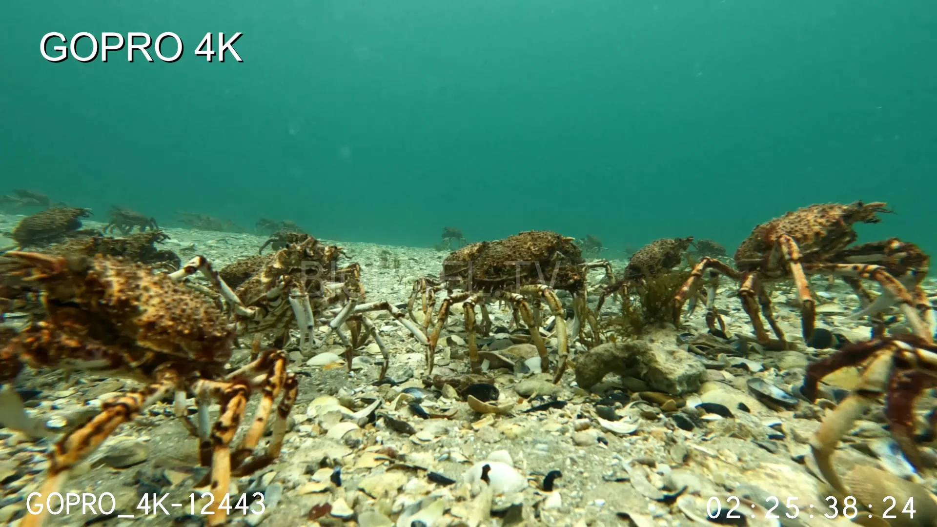 Crab Australian spider crab Giant spider crab migration with