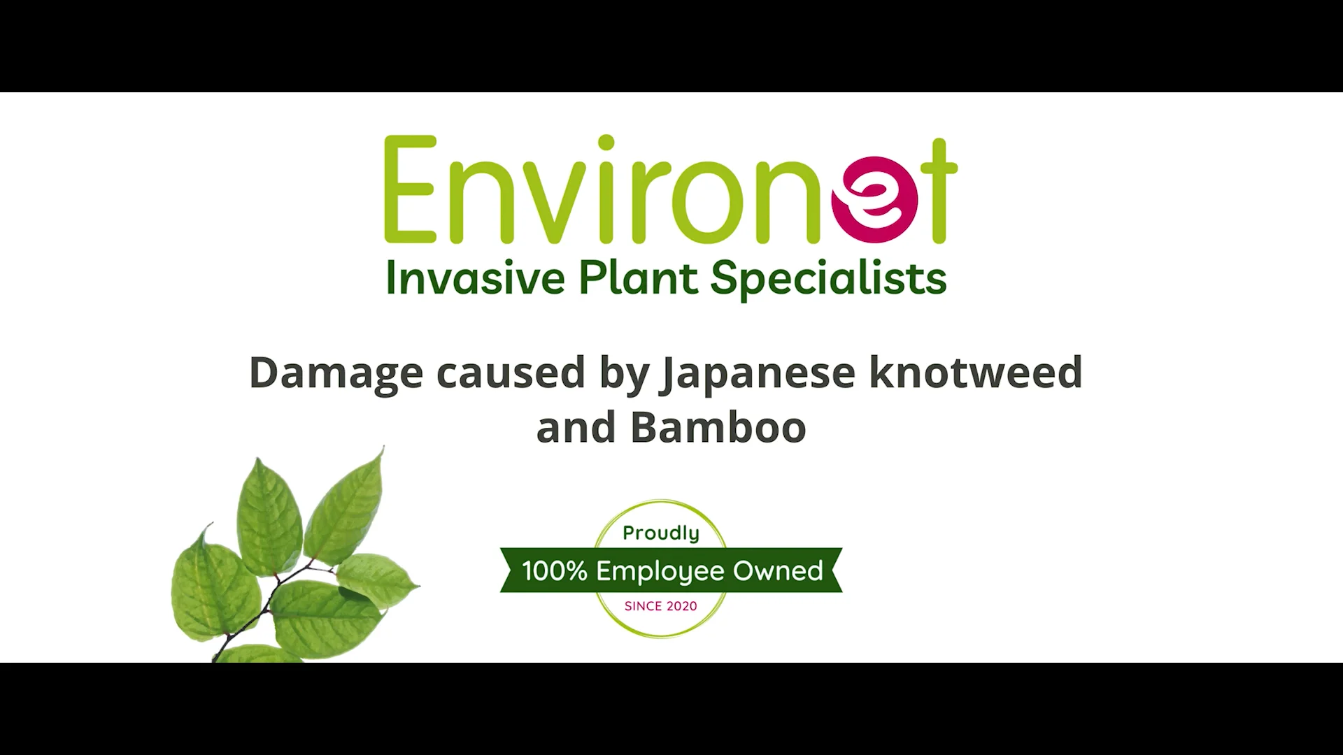 Damage caused by Japanese knotweed and Bamboo on Vimeo