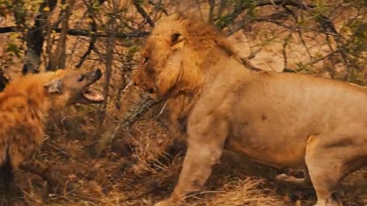 Lion vs Hyena