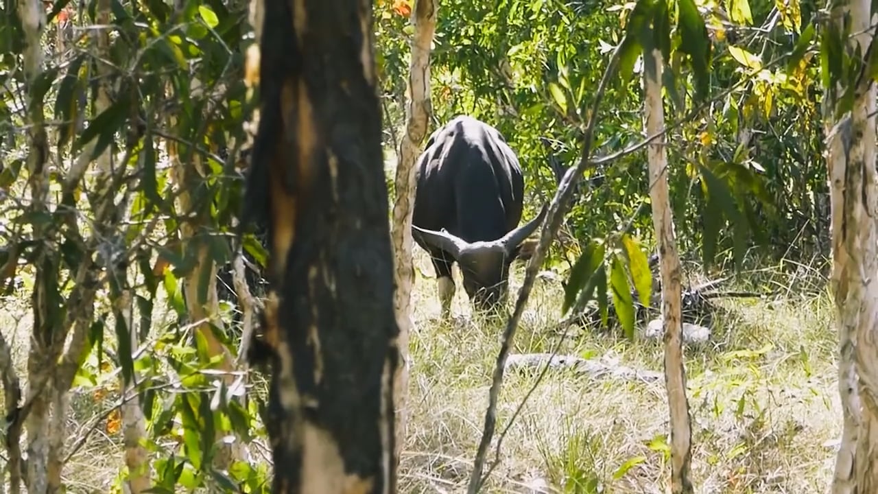 Banteng Bull