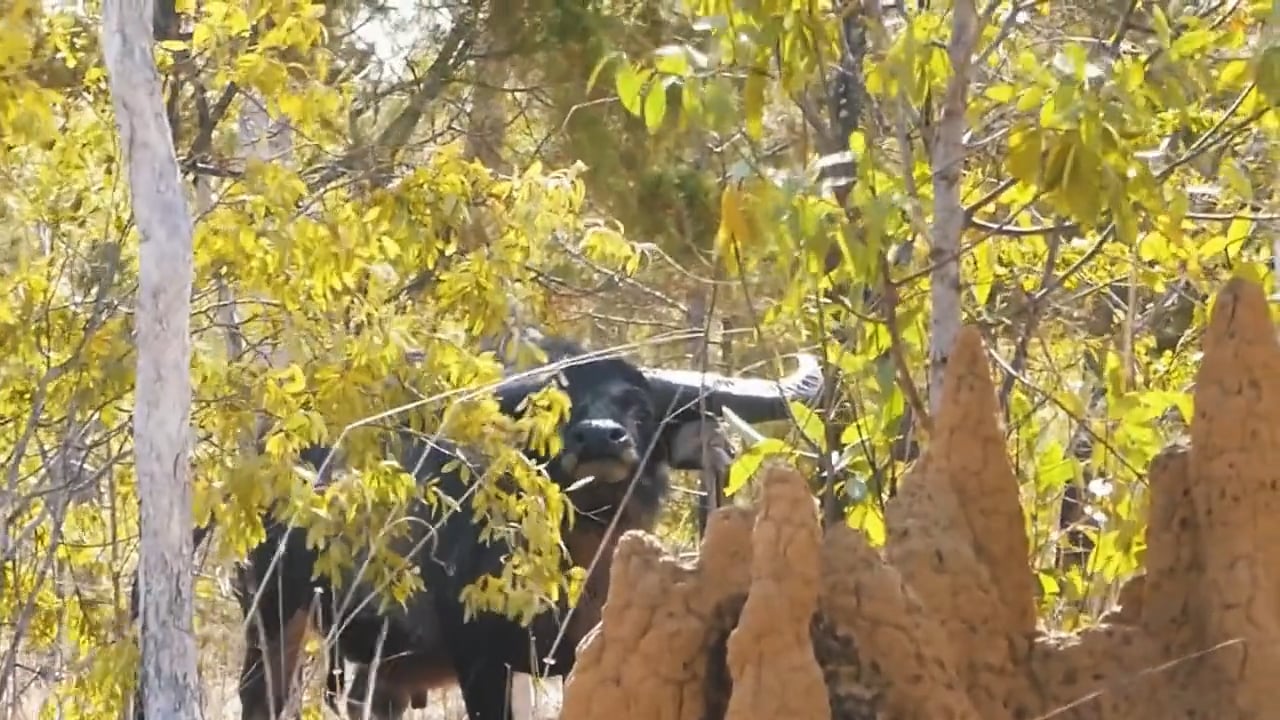 Big Water Buffalo
