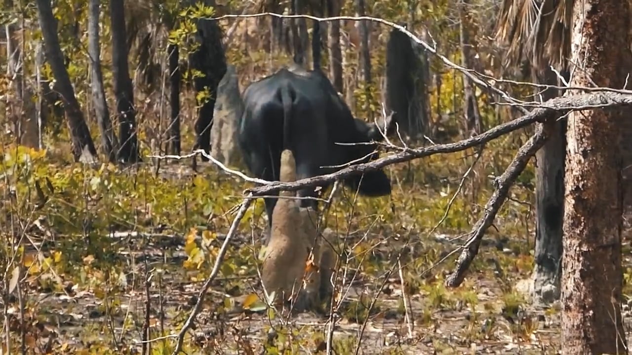 Heavy Water Buffalo