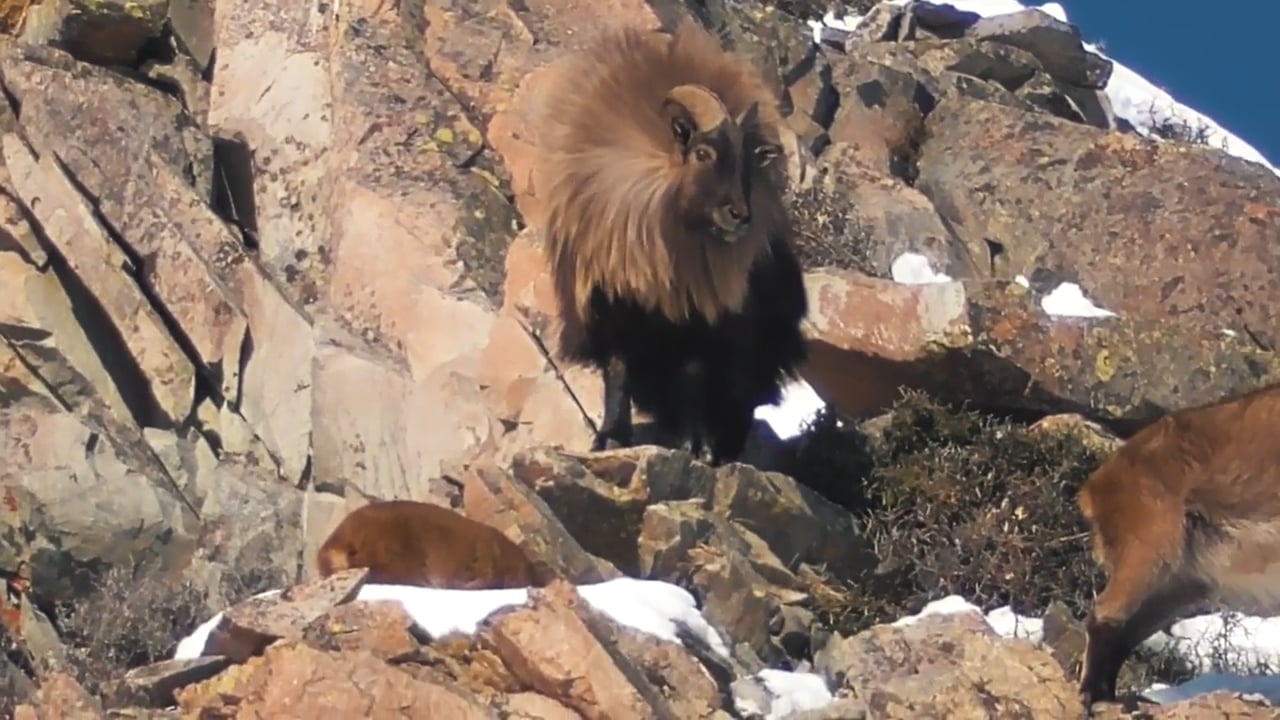 Huge Tahr Bull