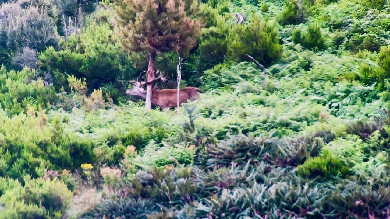 Red Deer scratch