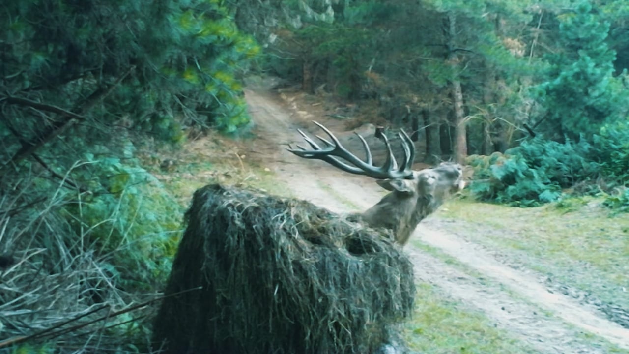 Stag roar