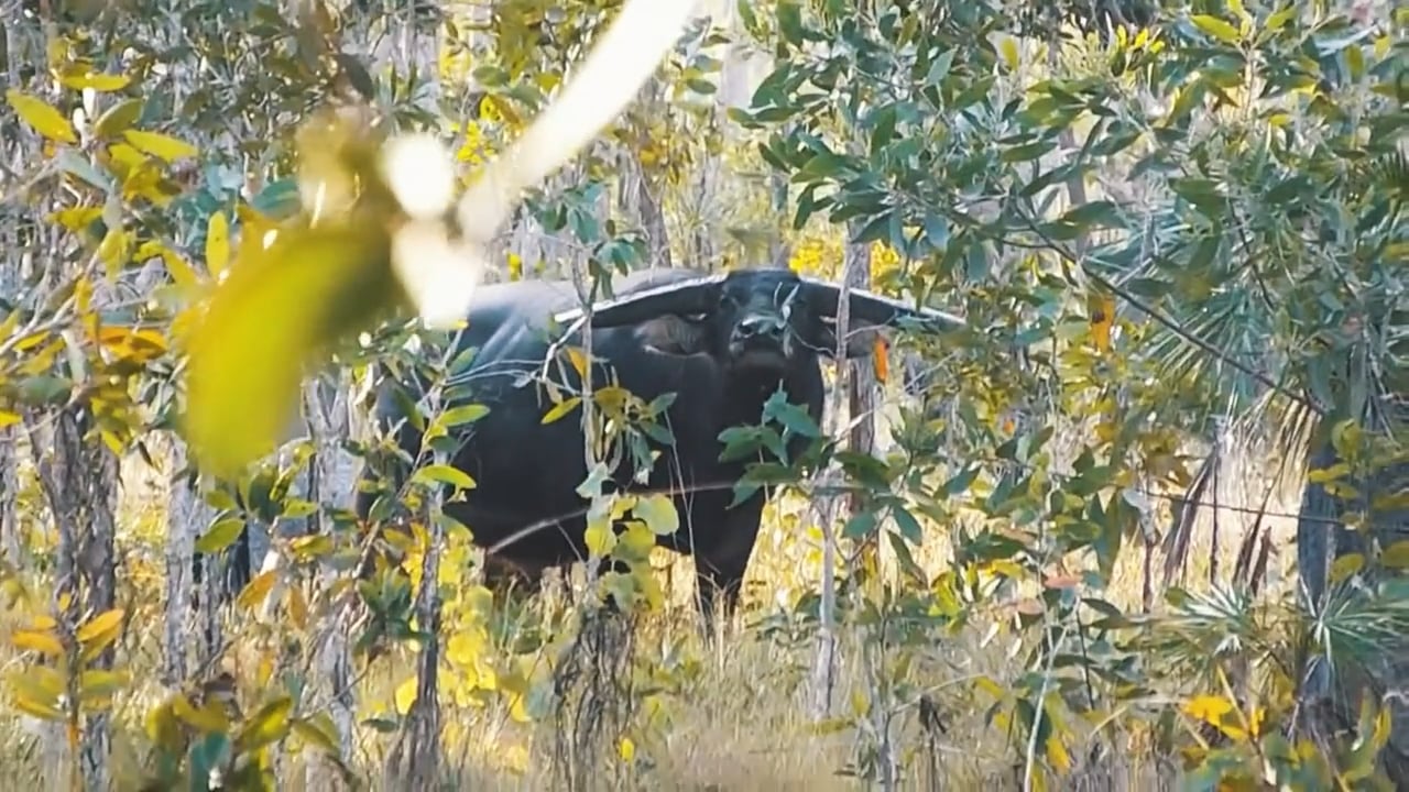 Water Buffalo stare-down