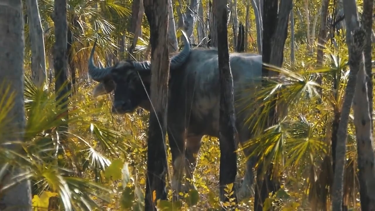 Water Buffalo