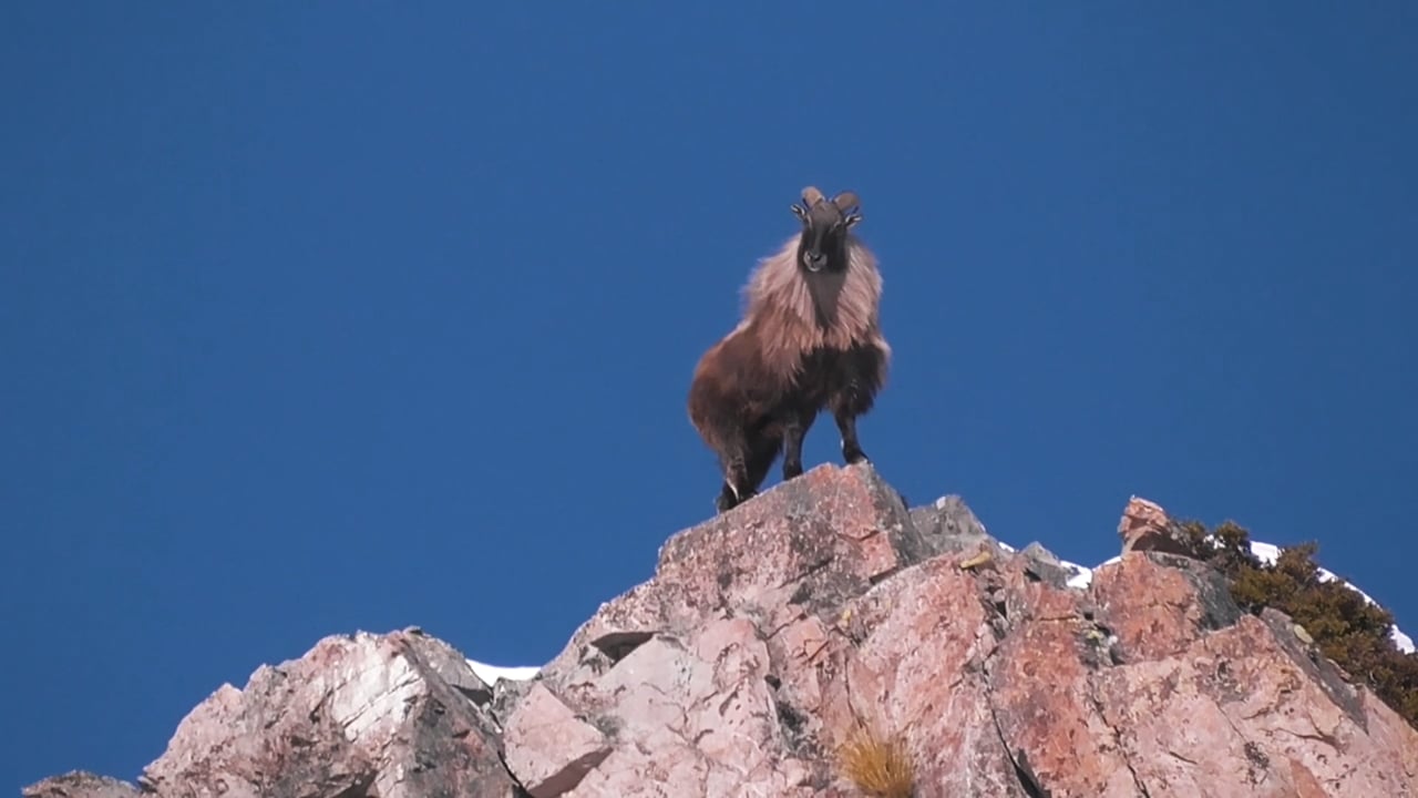 Young Tahr