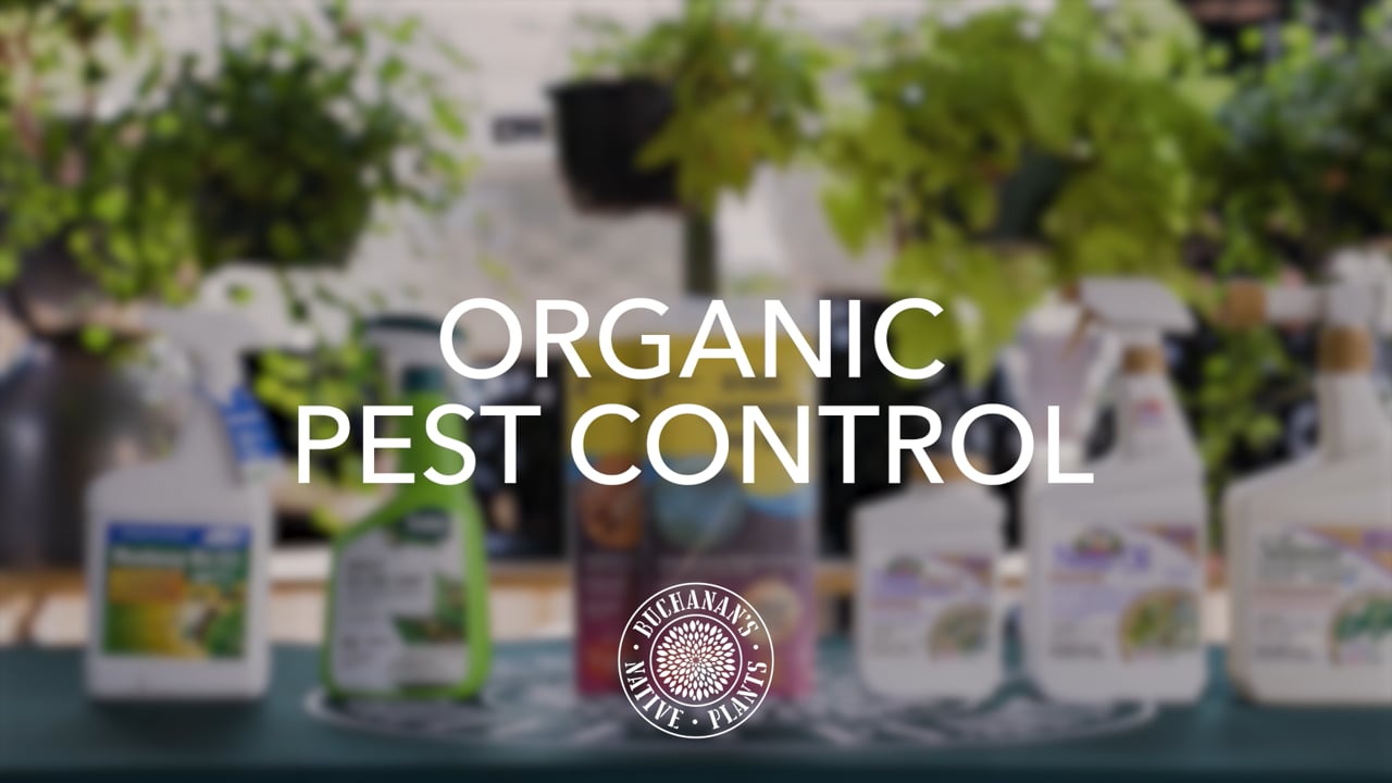 Buchanan's_Organic Pest Control